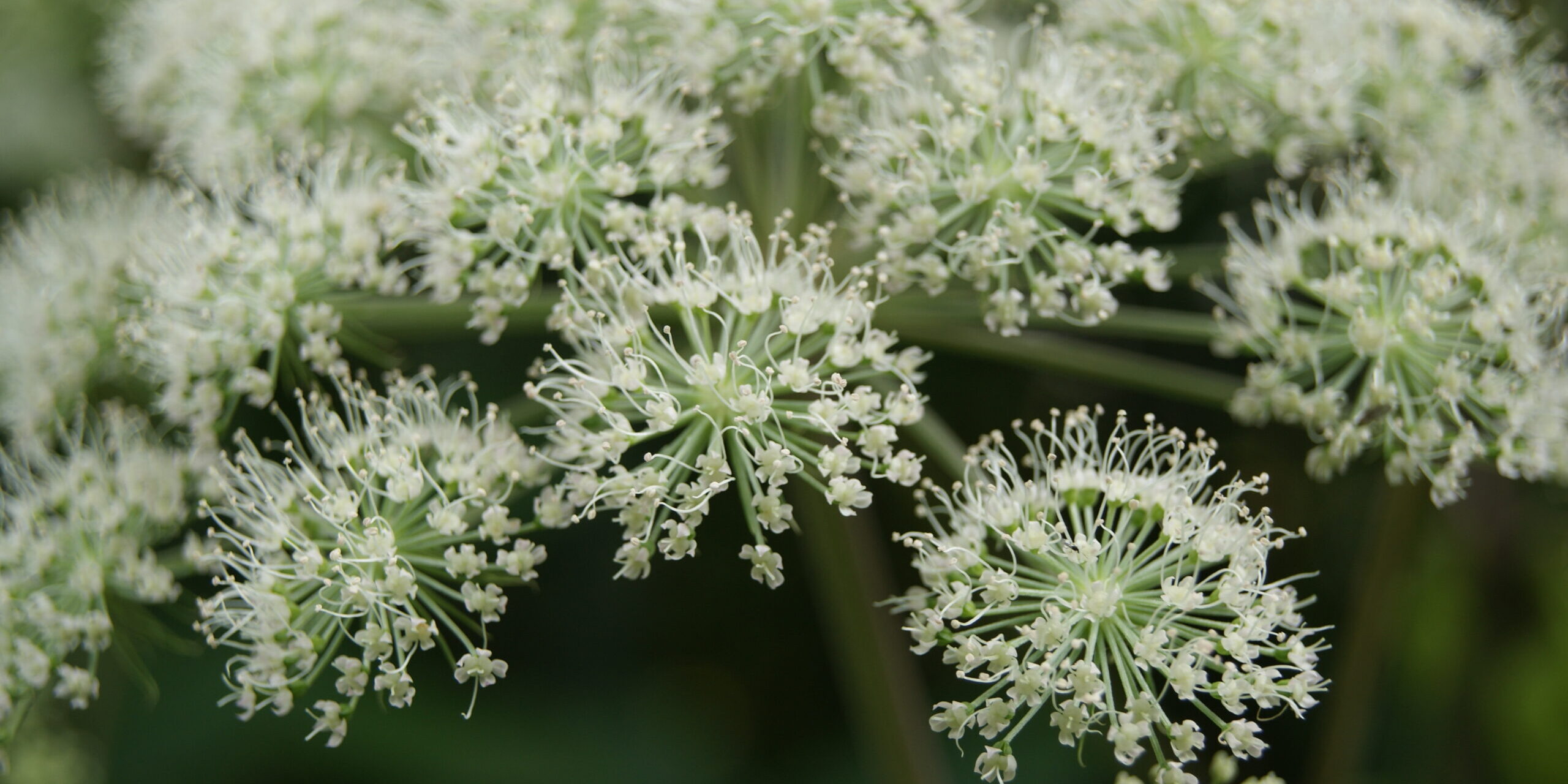Andělika čínská tradiční čínská medicína TCM Byliny