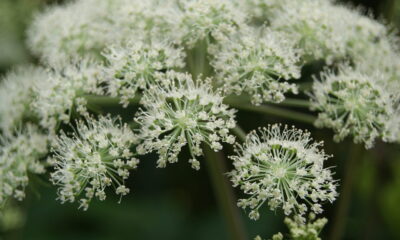 Andělika čínská tradiční čínská medicína TCM Byliny