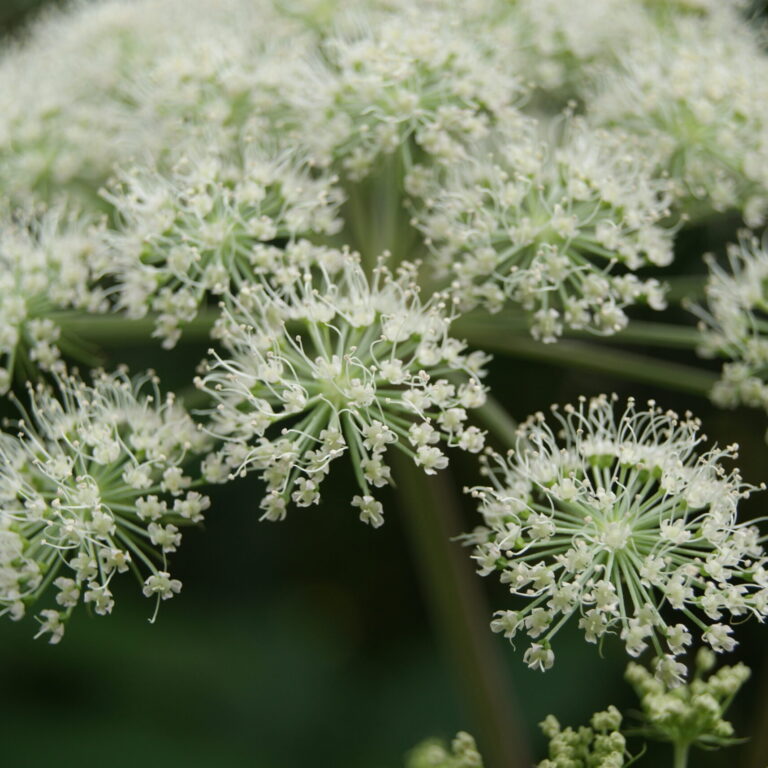 Andělika čínská tradiční čínská medicína TCM Byliny