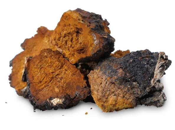 Chaga tradiční čínská medicína TCM Byliny