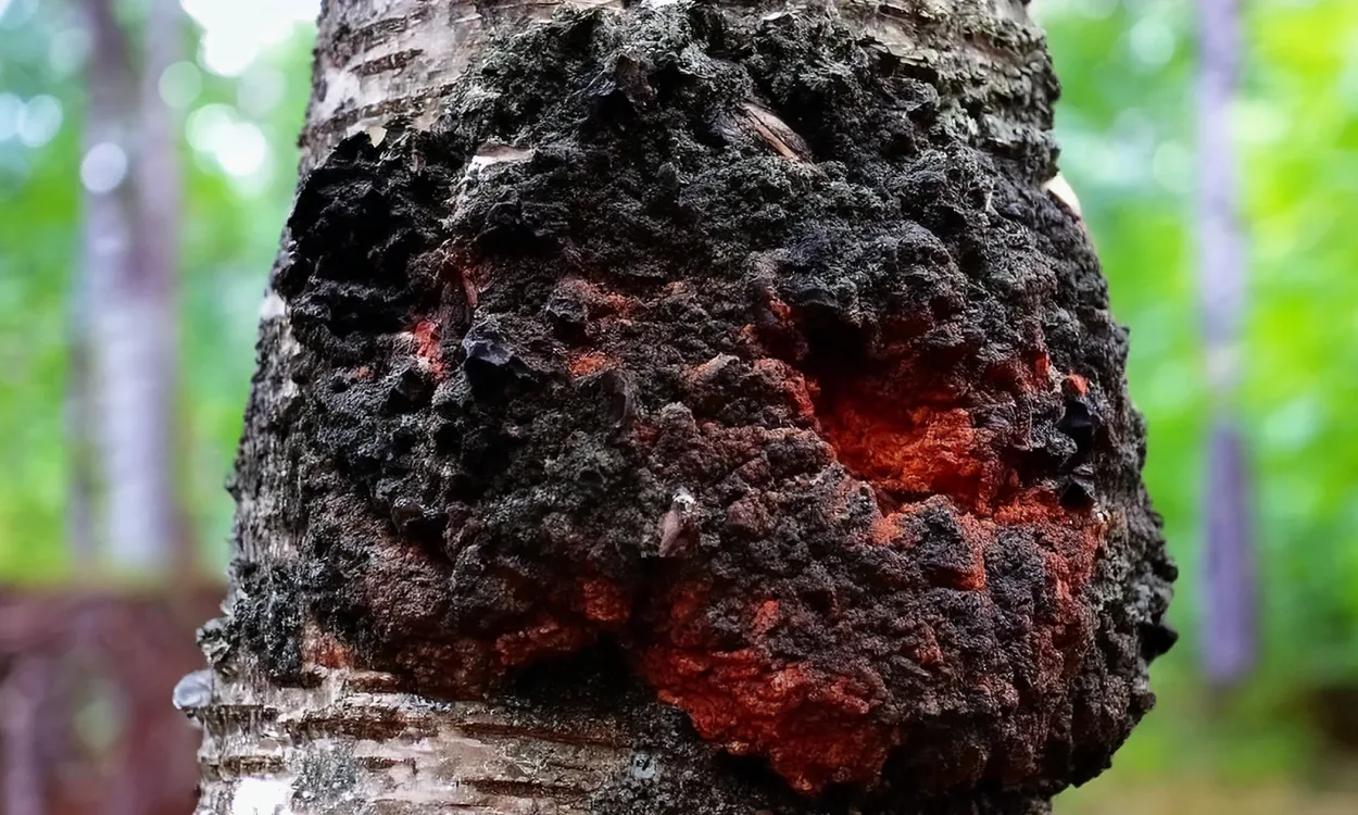 Chaga tradiční čínská medicína TCM Byliny