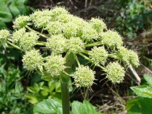 Andělika čínská: původ, zpracování a využití rostliny