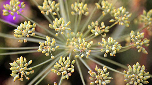 Andělika čínská tradiční čínská medicína TCM Byliny