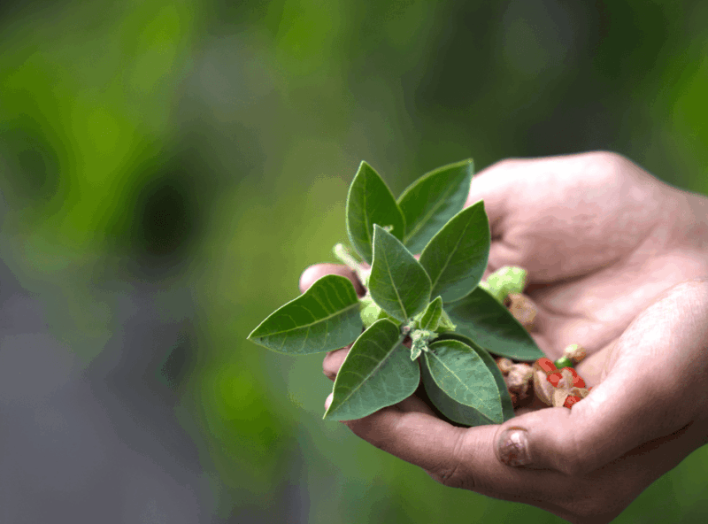 ASHWAGANDHA tradiční čínská medicína TCM Byliny