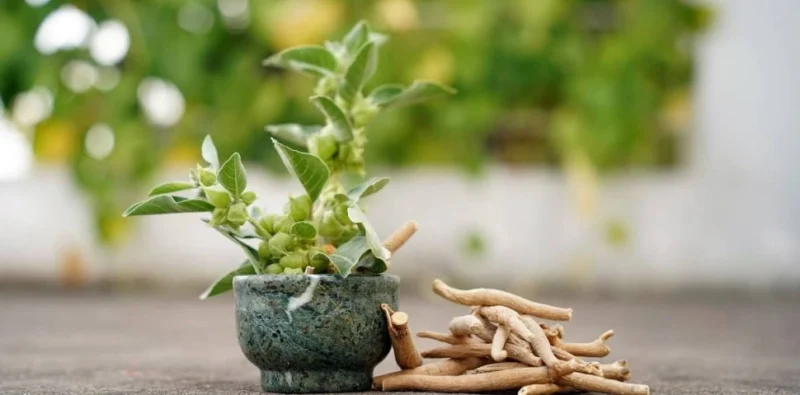 ASHWAGANDHA tradiční čínská medicína TCM Byliny