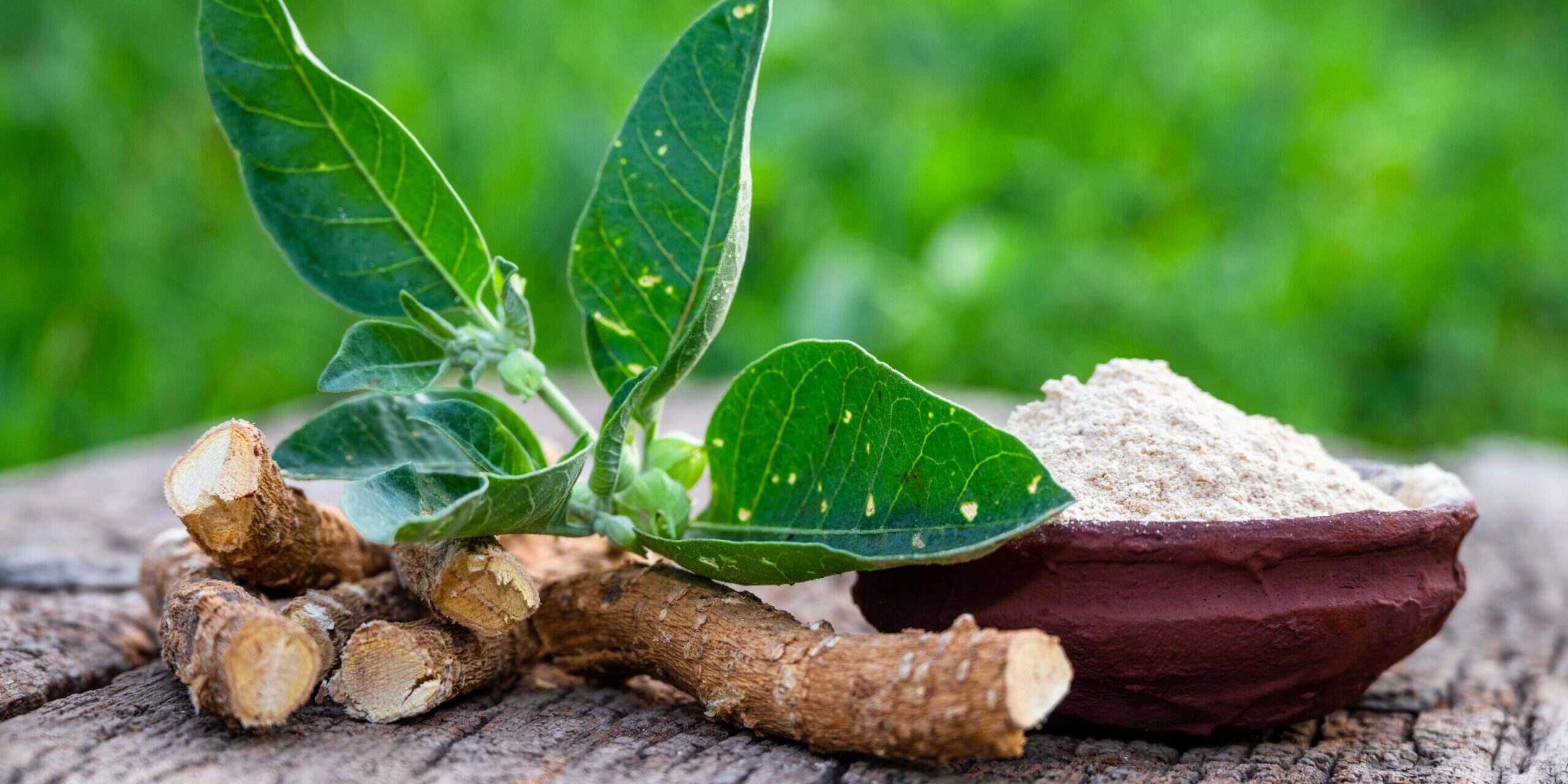 ASHWAGANDHA tradiční čínská medicína TCM Byliny