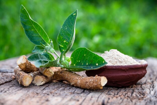 ASHWAGANDHA tradiční čínská medicína TCM Byliny