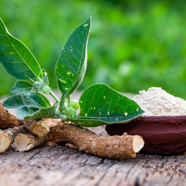 ASHWAGANDHA tradiční čínská medicína TCM Byliny