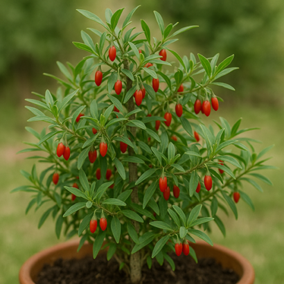 Kustovnice čínská tradiční čínská medicína TCM Byliny