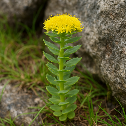 Rozchodnice růžová tradiční čínská medicína TCM Byliny