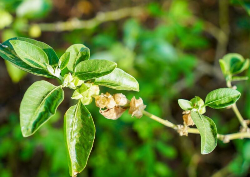 ASHWAGANDHA tradiční čínská medicína TCM Byliny