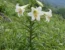 Bai He – kvetoucí lilie Brownova (Lilium brownii) s bílými trubkovitými květy