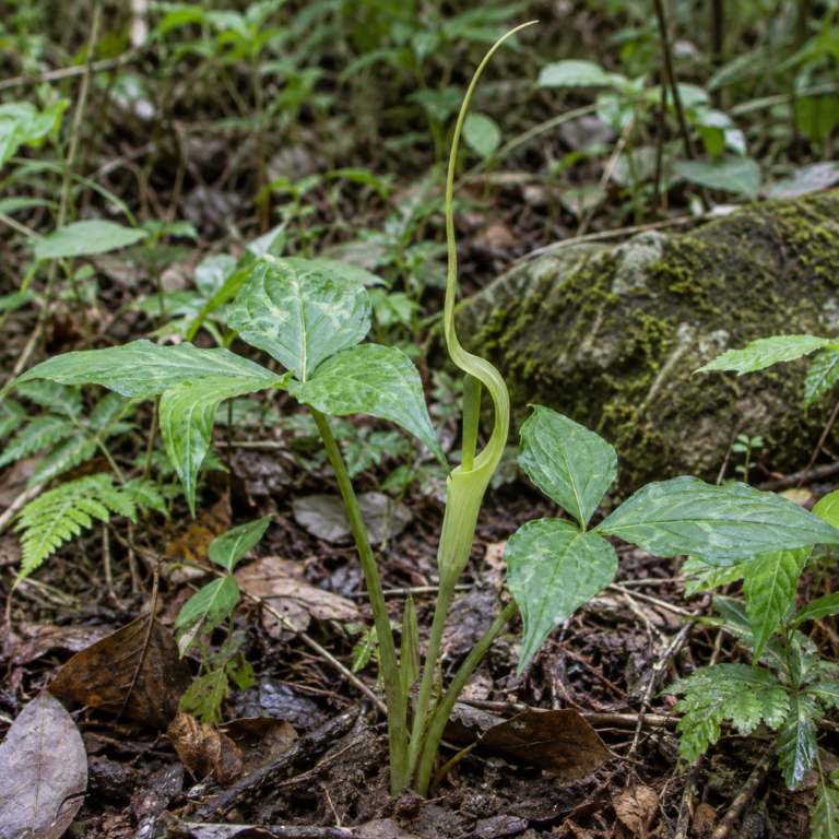 Ban Xia – rostlina Pinellia ternata (Thunb.) Makino