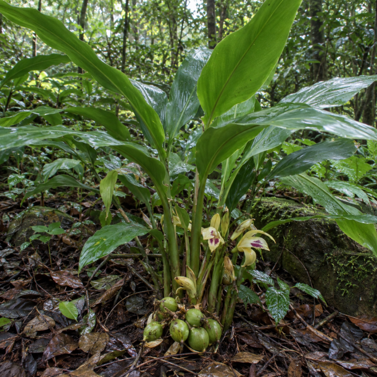 Sha Ren – rostlina Amomum villosum Lour., Amomum villosum var. xanthioides T. L. Wu et Senjen nebo Amomum longiligulare T. L. Wu