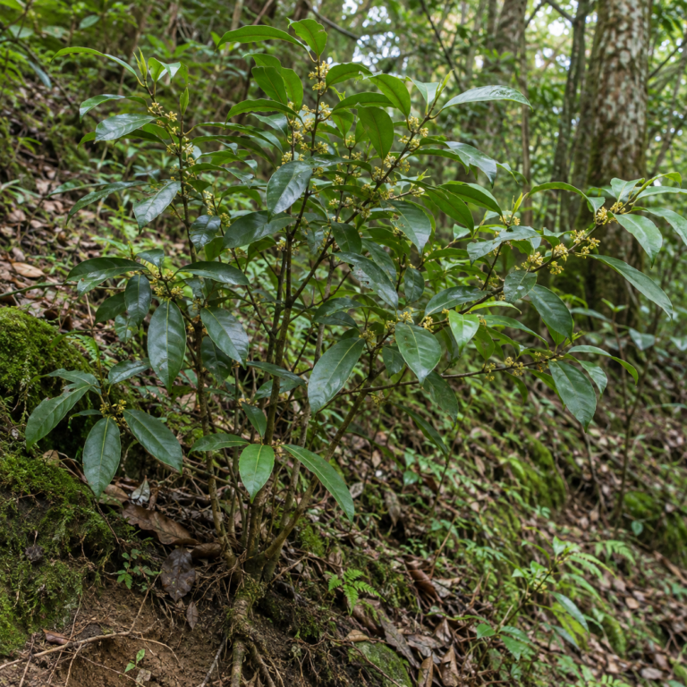 Wu Yao – rostlina Lindera aggregata (Sims) Kosterm.