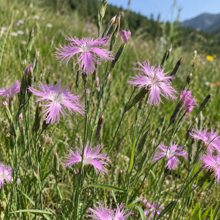 Qu Mai – rostlina Dianthus superbus L.; Dianthus chinensis L.