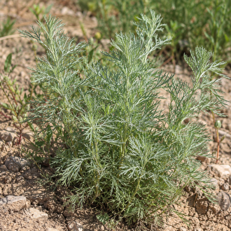 Yin Chen Hao – rostlina Artemisia scoparia Waldst. & Kit. nebo Artemisia capillaris Thunb.