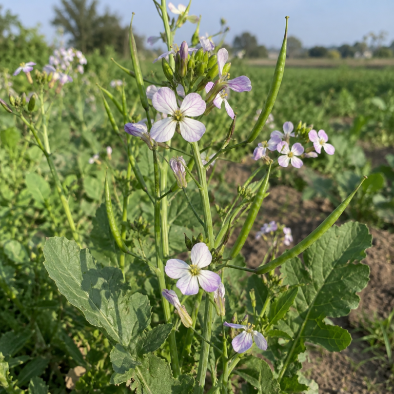 Yin Chai Hu – rostlina Stellaria dichotoma L. var. lanceolata Bunge (dle POWO Mesostemma dichotomum var. lanceolatum)