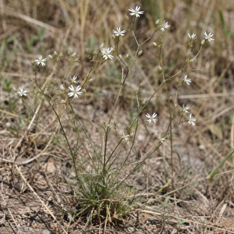 Lai Fu Zi – rostlina Raphanus sativus L.